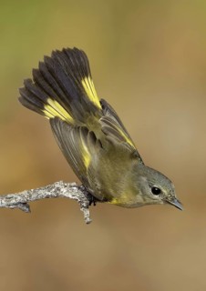 American Redstart (Setophaga ruticilla) female, Texas, USA