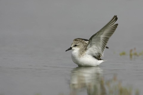 Red-necked Stint (Calidris ruficollis), Victoria, Australia