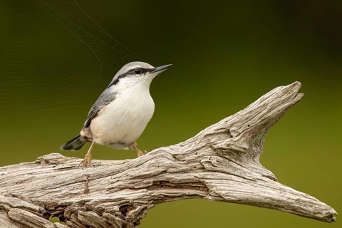 Eurasian Nuthatch (Sitta europaea), Smaland, Sweden