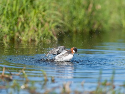 Red-necked Phalarope (Phalaropus lobatus) female bathing, Iceland