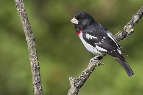 Rose-breasted Grosbeak (Pheucticus ludovicianus), Ontario, Canada