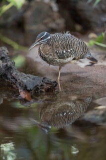 One sunbittern (Eurypyga helias) standing in the water of a forest creek