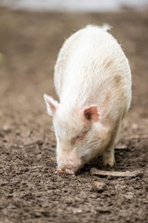 Vietnamese Pot-bellied pig, Bavaria, Germany