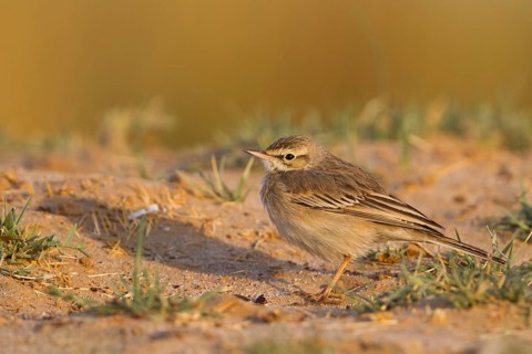 Tawny Pipit - Brachpieper - Anthus campestris, Oman
