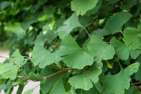 Maidenhair tree (Ginkgo biloba), Viewing garden University of Applied Sciences W, Germany