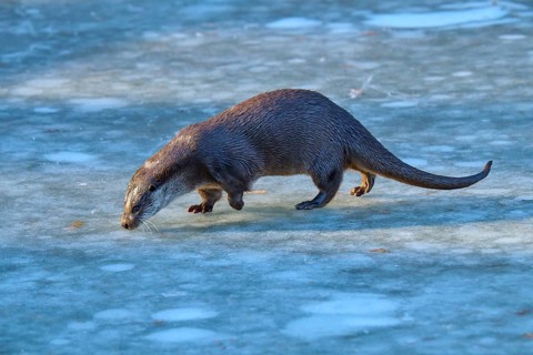 Otter on frozen surface in cold weather, winter mood, winter, otter (Lutra lutra), Hesse, Germany