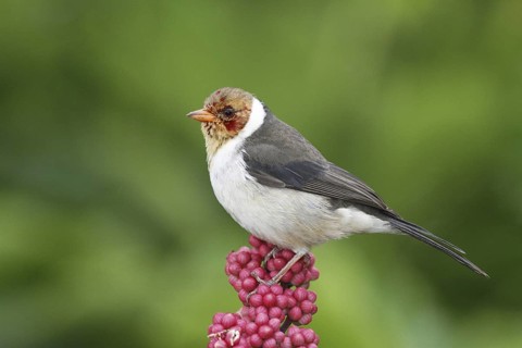 Yellow-billed Cardinal (Paroaria capitata) juvenile, Hawaii, USA
