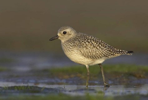 Grey Plover (Pluvialis squatarola), Ohio, USA