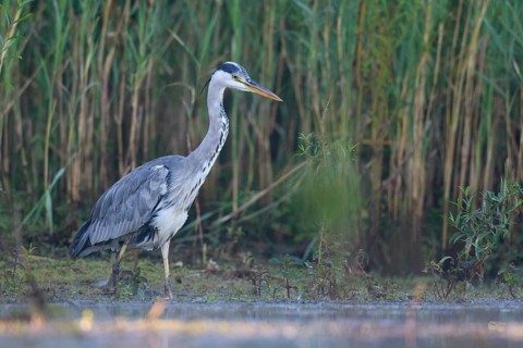 Grey Heron (Ardea cinerea) foraging, North Rhine-Westphalia, Germany