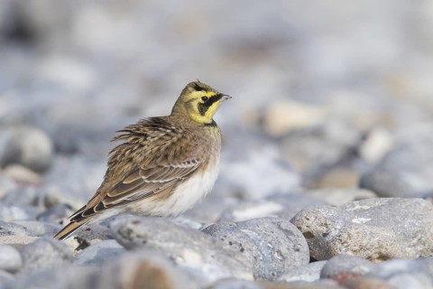Horned Lark - Ohrenlerche - Eremophila alpestris flava, Germany