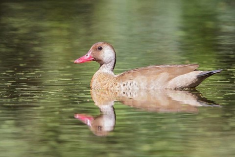 Brazilian Teal (Amazonetta brasiliensis) in a lake in the Atlantic rainforest of southeast Brazil