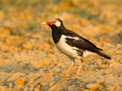 Pied Myna (Gracupica contra), Phetchaburi, Thailand