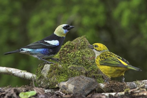Golden-hooded Tanager & Silver-throated Tanager (Calliste larvata & Tangara icterocephala), Costa