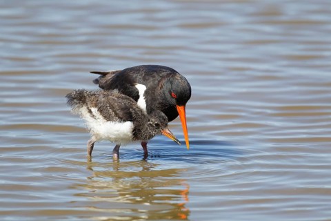 Eurasian oystercatcher (Haematopus ostralegus) adult parent wading bird feeding its juvenile baby