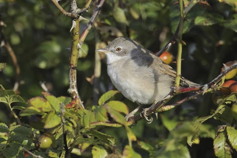 Common Whitethroat (Sylvia communis), North Rhine-Westphalia, Germany