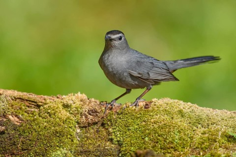 Grey Catbird (Dumetella carolinensis) perched on mossy ground, Texas, USA
