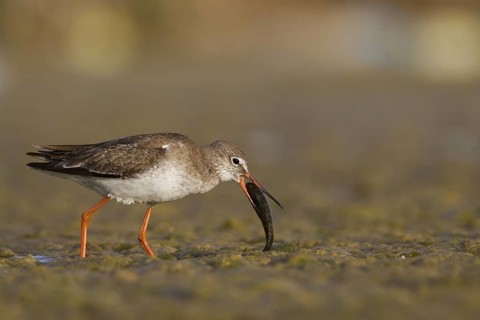 Common Redshank (Tringa totanus) foraging, Oman