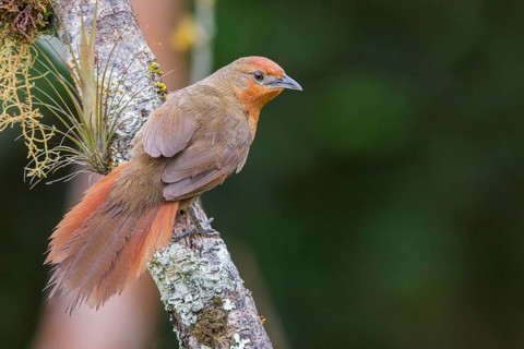 Orange-eyed Thornbird (Phacellodomus erythrophthalmus) perched on a branch in the Atlantic