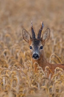 Western Roe Deer (Capreolus capreolus) buck in cornfield, Lower Saxony, Germany