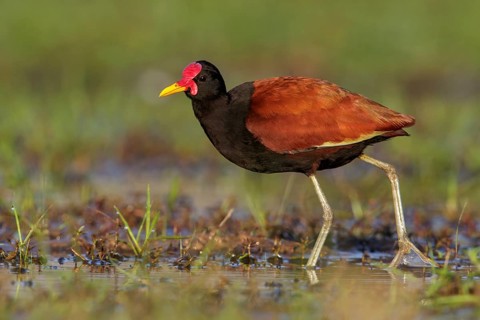 Wattled Jacana (Jacana jacana) perched on the ground in the Pantanal region of Brazil