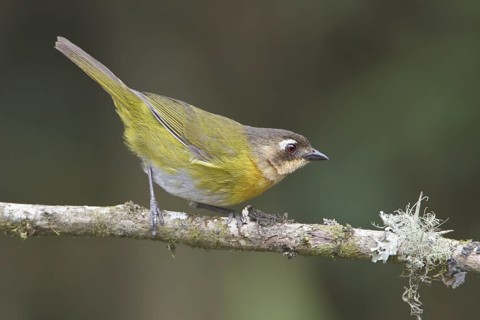 Common Bush-Tanager (Chlorospingus flavipectus) perched on a branch in Bolivia, South America