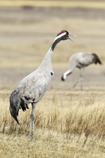 Common Crane (Grus grus) calling, Laguna de Gallocanta, Spain