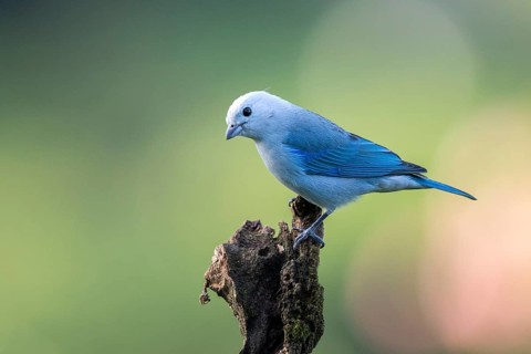 Blue-grey Tanager (Thraupis episcopus), Solola, Guatemala