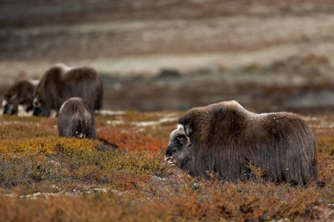 Two musk ox cows (Ovibos moschatus) wandering with their calves through the autumnal tundra,