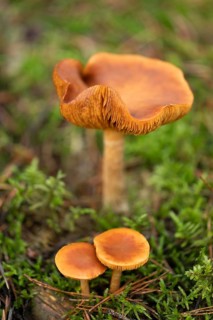 Freckle-gilled gymnopilus (Gymnopilus penetrans) fruiting body, lamellar fungus, low depth of