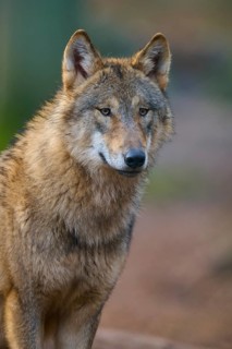 Wolf (Canis lupus), close-up of a wolf with thick fur and attentive gaze in a natural environment,
