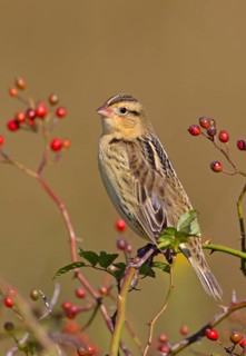 Bobolink, non-breeding