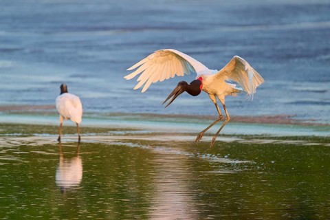 A bird hovers over the water while another stands still, Jabiru (Jabiru mycteria), Pantanal, Mato
