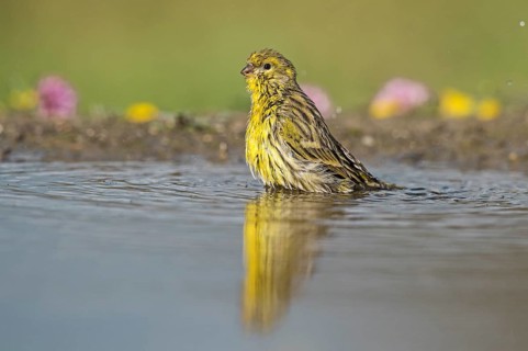 European Serin (Serinus serinus) at a waterhole, Aosta Valley, Italy
