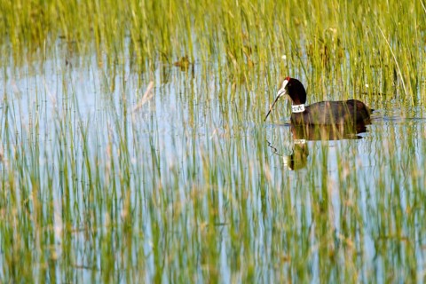 Red-knobbed Coot (Fulica cristata) ringed at neck, Andalusia, Spain