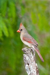 Northern Cardinal Cardinalis cardinalis Rio Grande City, Starr County, Texas, United States 26