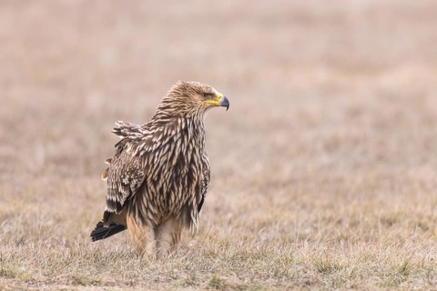 Eastern Imperial Eagle (Aquila heliaca) juvenile, Hungary