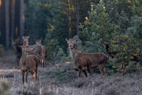 Suddenly a herd of red deer (Cervus elaphus) with calves steps into a clearing right in front of