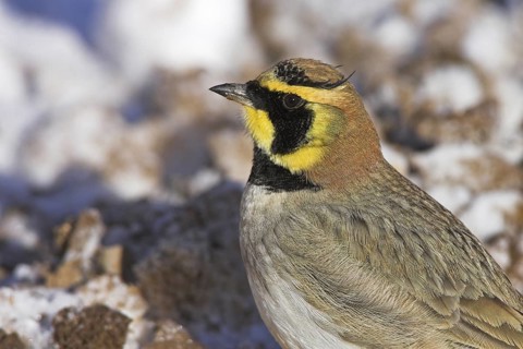 Horned Lark (Eremophila alpestris), Morocco