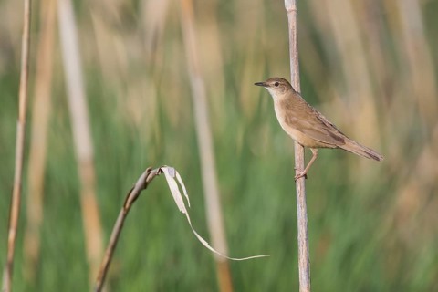 Savis Warbler - Rohrschwirl - Locustella luscinoides, Germany