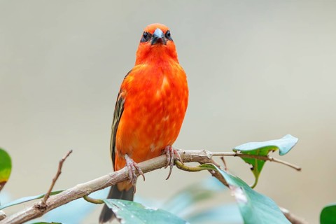 A male red fody (Foudia madagascariensis) sits in a tree. Madagascar, Amirantes, Comoros,