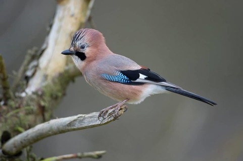 Eurasian Jay (Garrulus glandarius), Saxony, Germany
