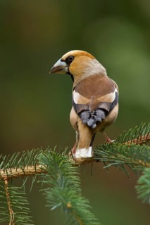 Hawfinch (Coccothraustes coccothraustes) male, Utrecht, Netherlands