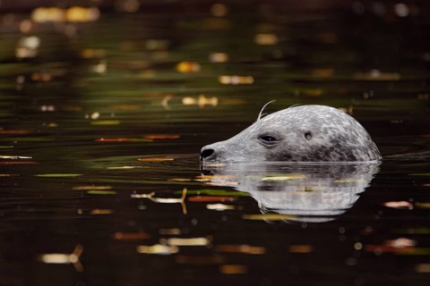 Swimming seal. reflections and autumn leaves in the water, Pola