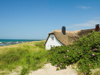 Coastal scene, blooming plants in the foreground, with a thatched building, Ahrenshoop, Baltic Sea,
