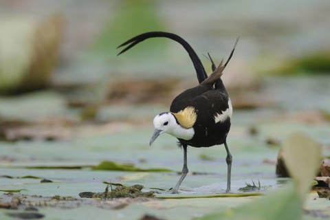 Pheasant-tailed Jacana (Hydrophasianus chirurgus), Sri Lanka