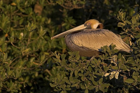 Brown Pelican (Pelecanus occidentalis), Florida, USA