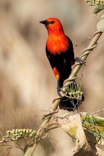 Scarlet-headed Blackbird (Amblyramphus holosericeus) perched on a branch in the Pantanal region of