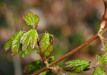 Chrysomela vigintipunctata (Chrysomela vigintipunctata) sitting on leaf, North Rhine-Westphalia,