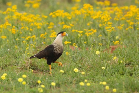 Northern Crested Caracara (Caracara cheriway), Texas, USA