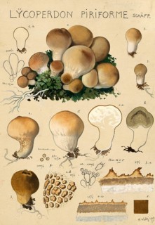 Mushroom, mushrooms, pear russula, Apioperdon pyriforme, syn. Lycoperdon pyriforme and Morganella